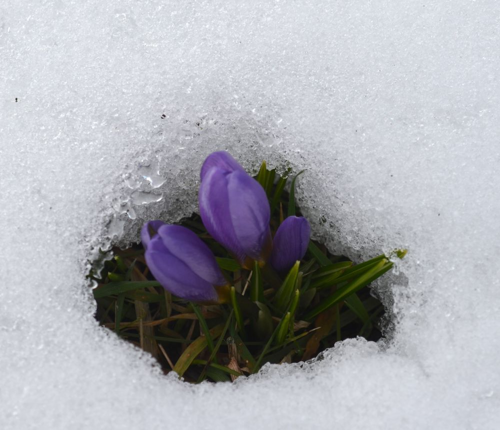 Der Frühling