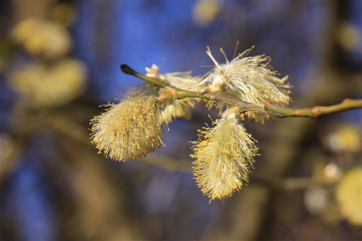 Der Frühling