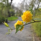 Der Frühling