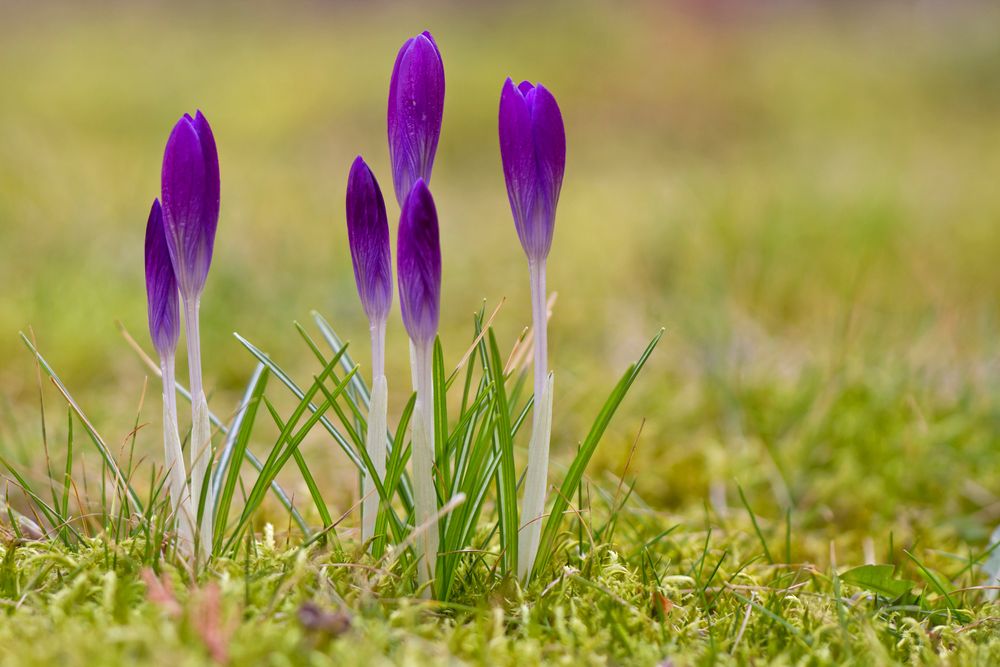 Der Frühling...