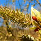 Der Frühling