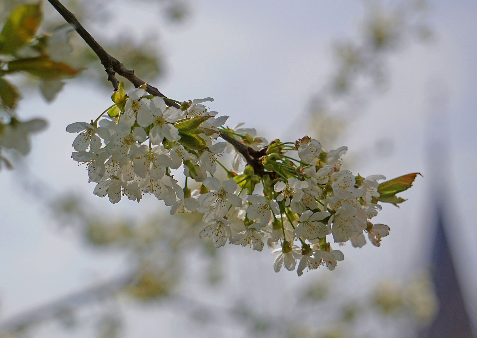 Der Frühling