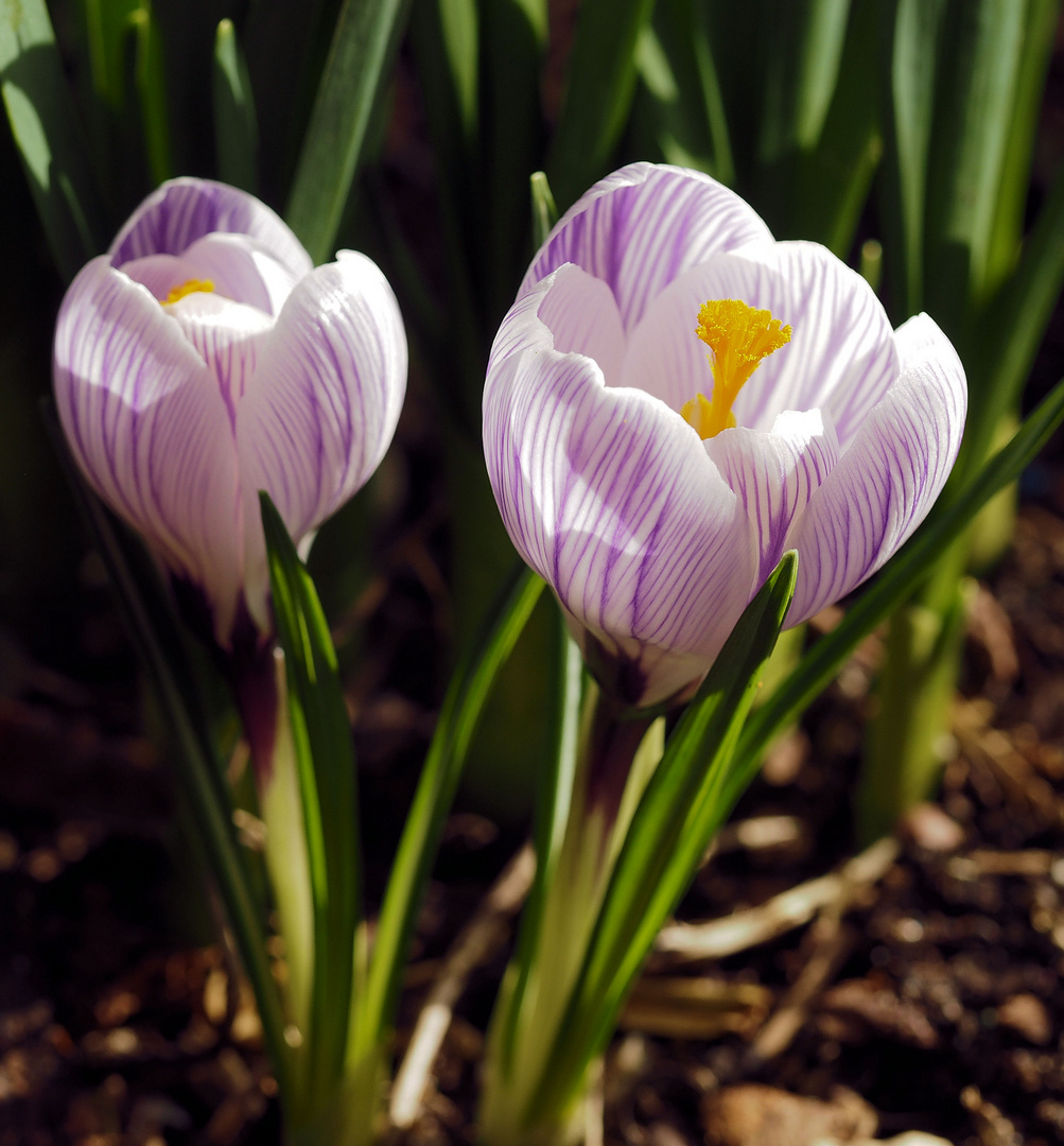 Der Frühling....