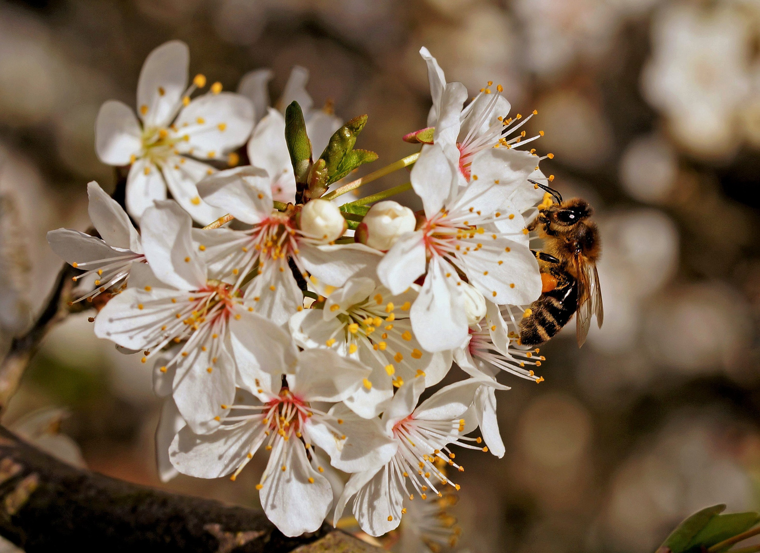 Der Frühling...