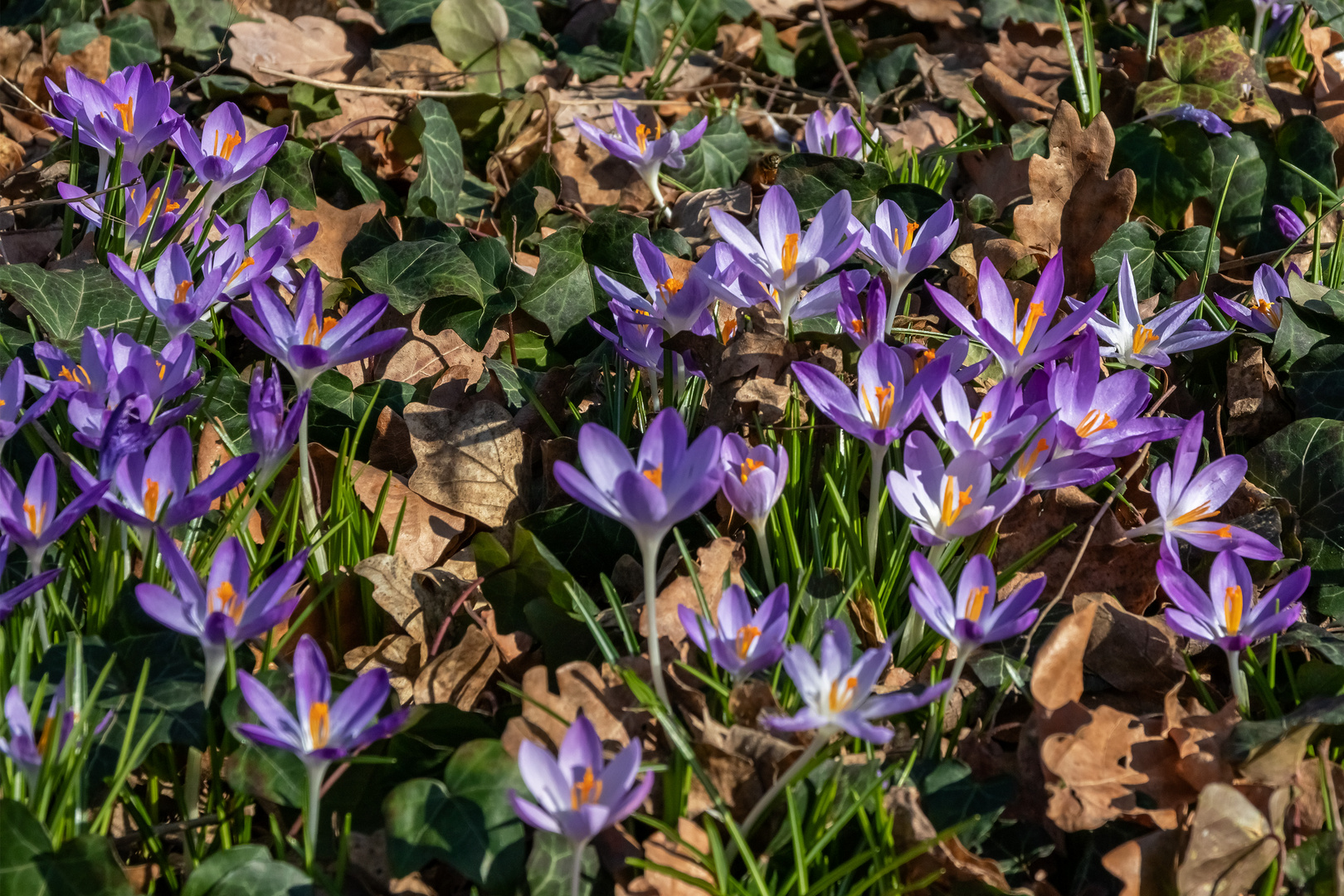 Der Frühling