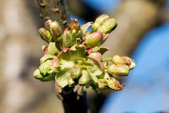 Der Frühling.