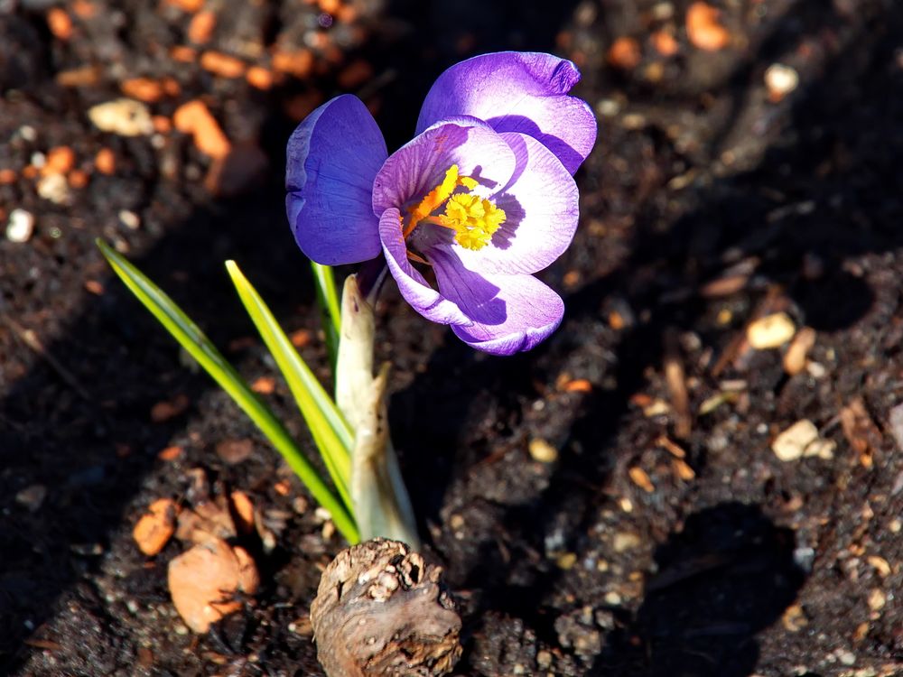 "Der Frühling"