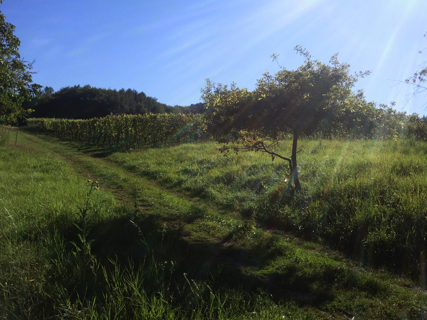 Der Frühling 