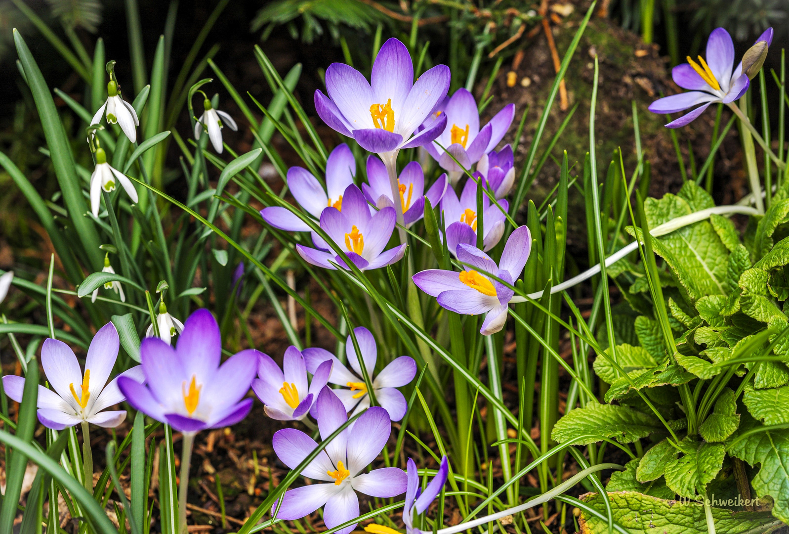 Der Frühling