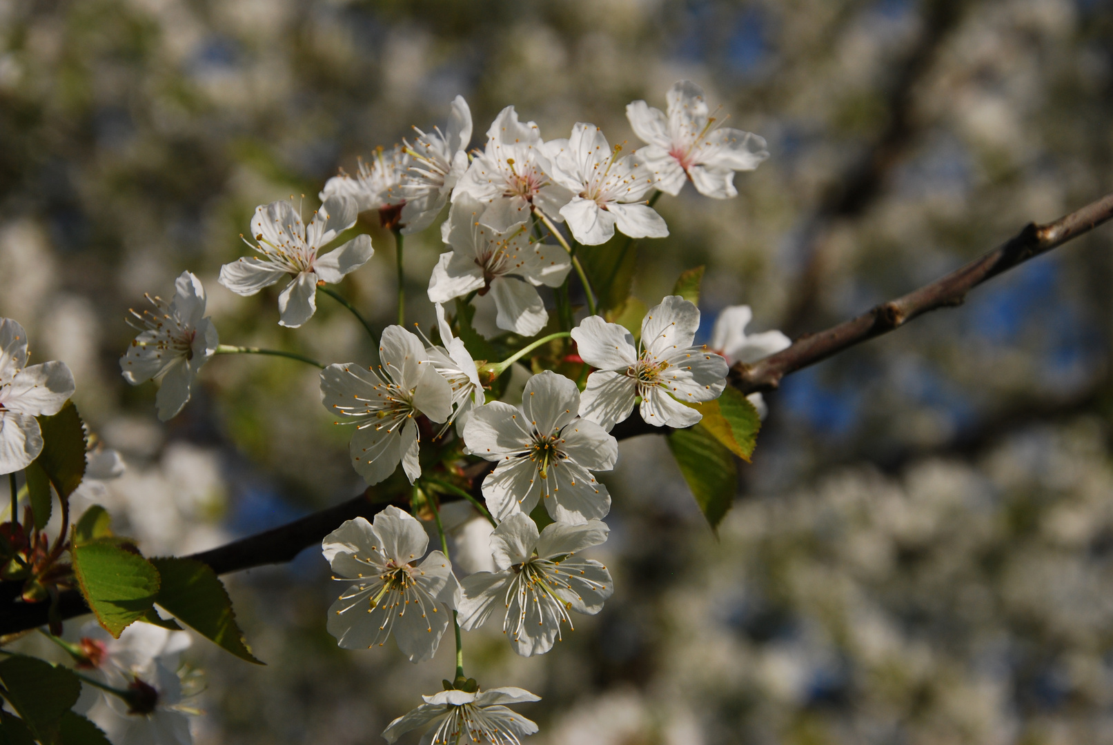 der Frühling