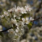 der Frühling