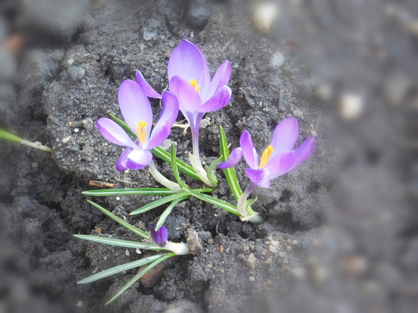 Der Frühling... 