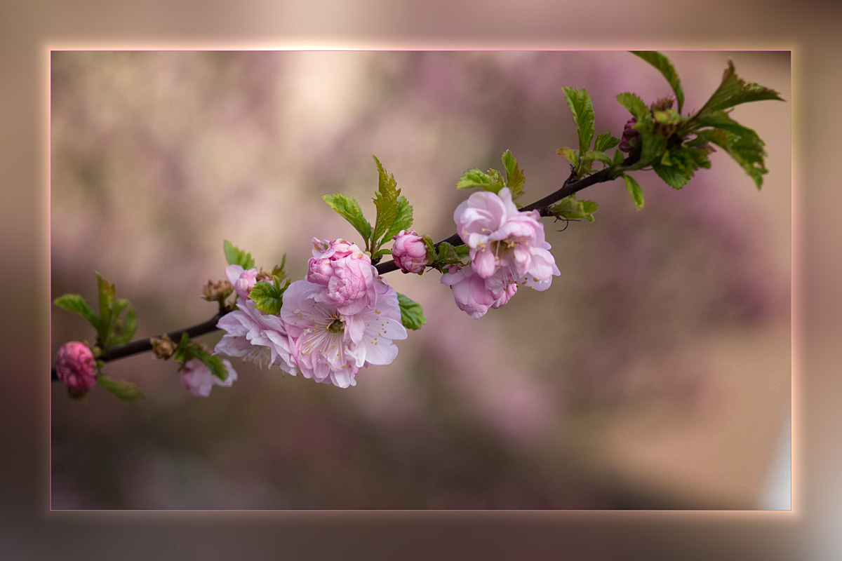 Der Frühling....