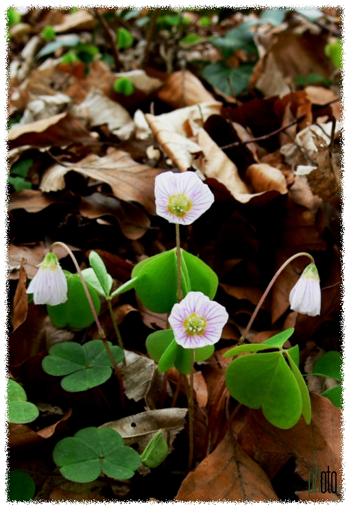 der frühling