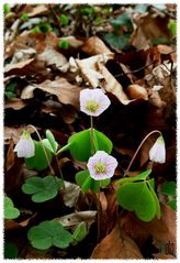 der frühling