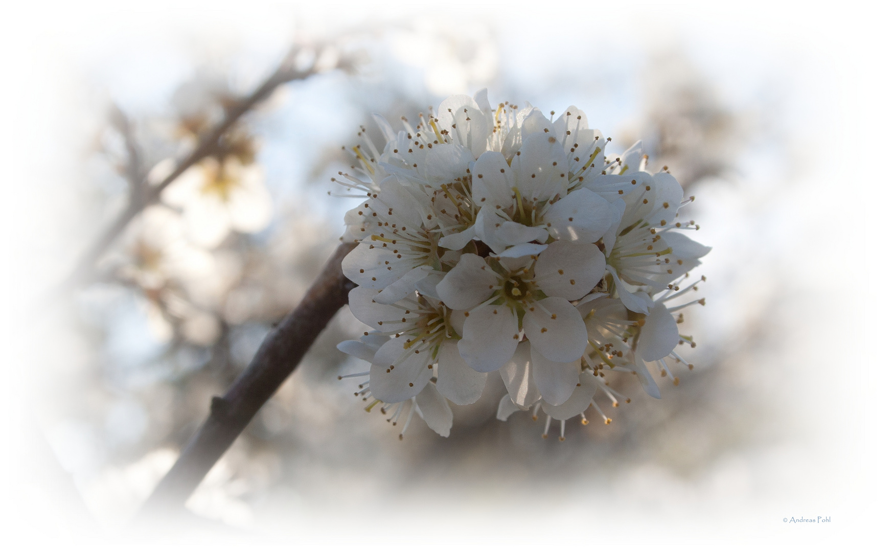 Der Frühling