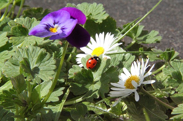 Der Frühling