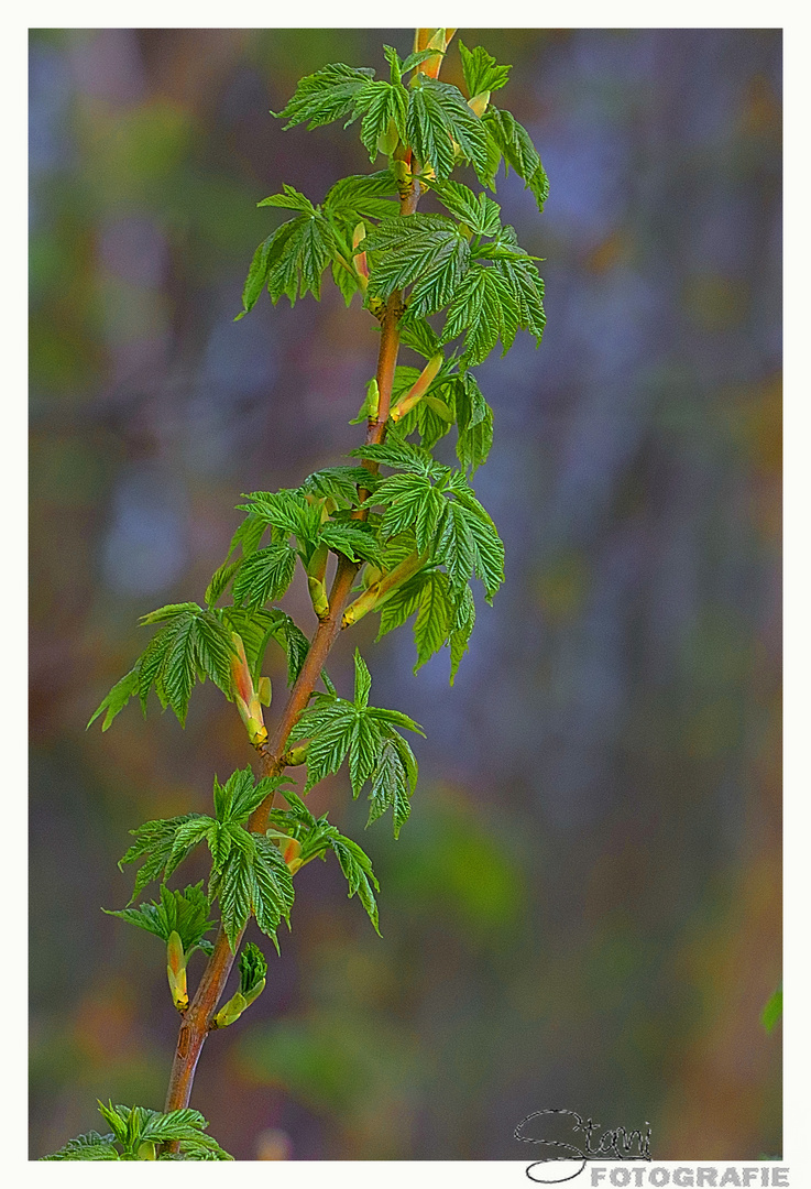 Der Frühling