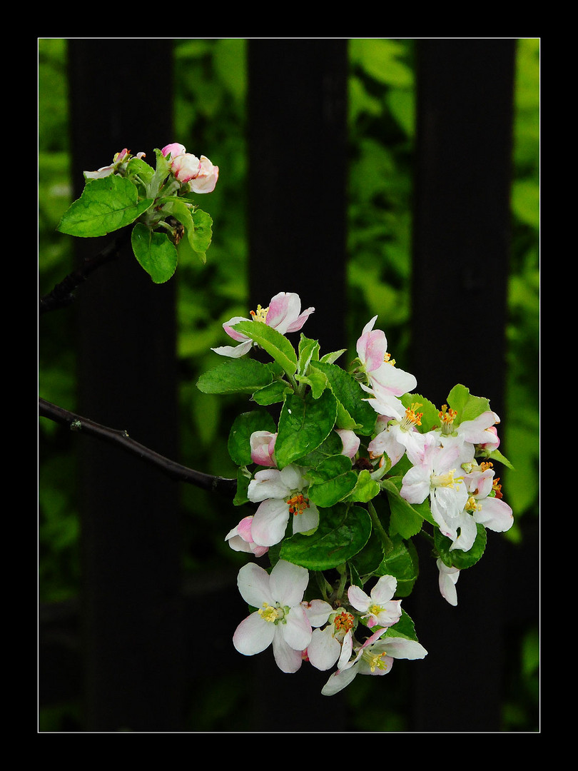 Der Frühling