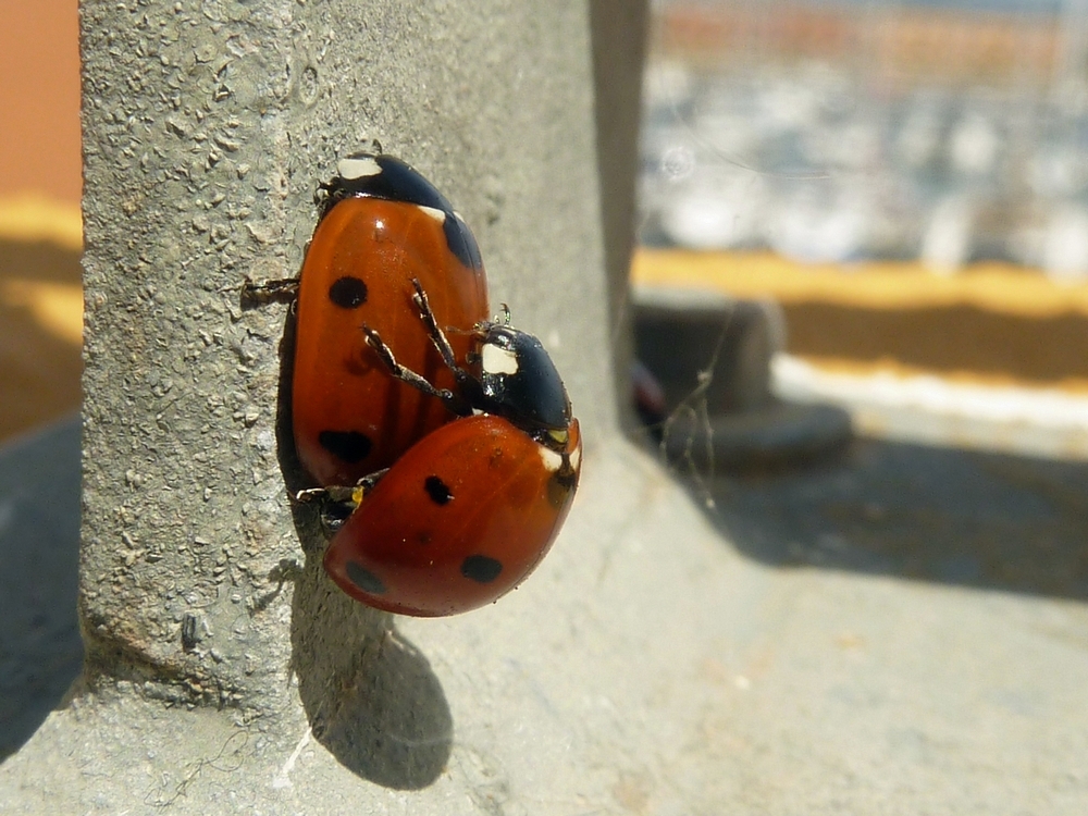 der Frühling, allüberall;)