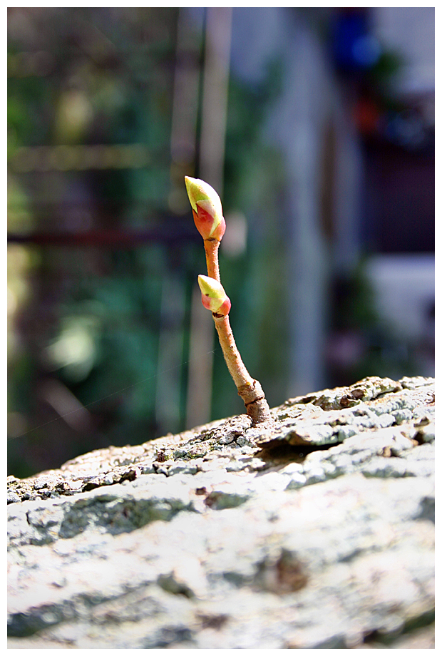 Der Frühling am Baum