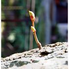 Der Frühling am Baum