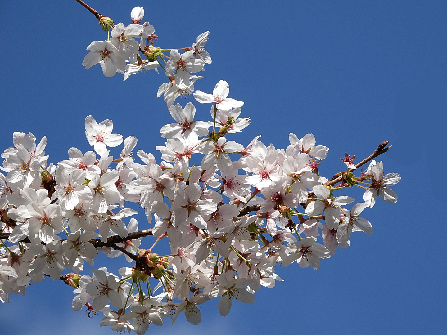 der Frühling am Himmel