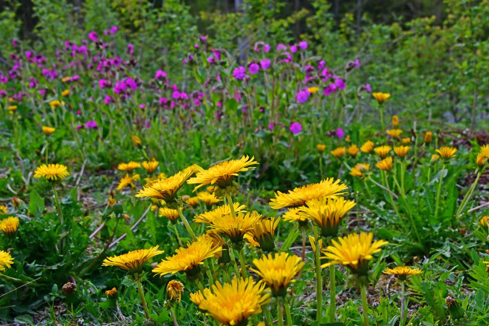 Der Frühling am Wegesrand