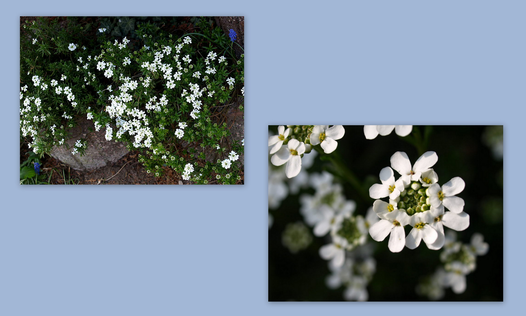 Der Frühling