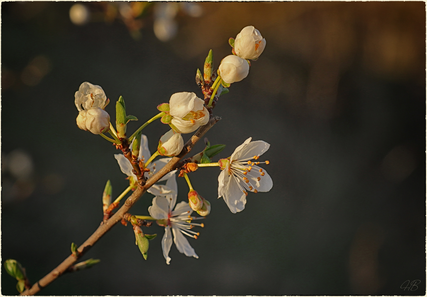 Der Frühling ....