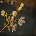 Der Frühling ....