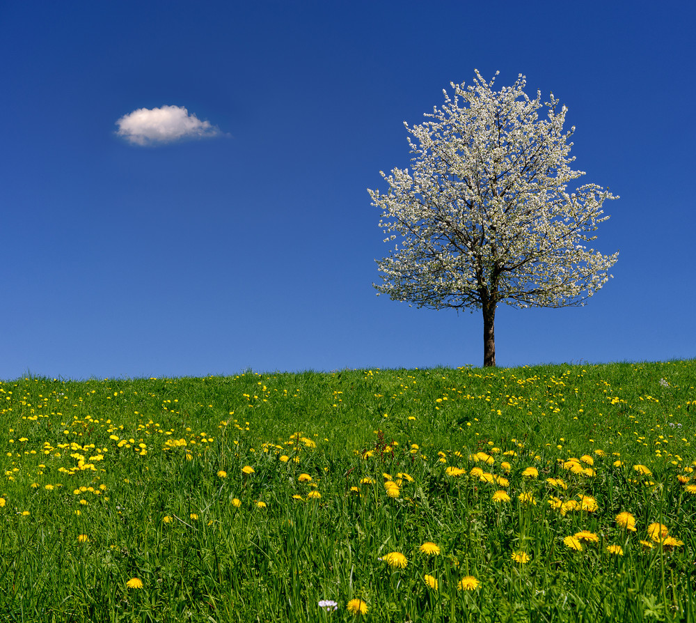 Der Frühling ...