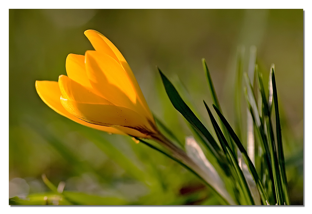 Der Frühling