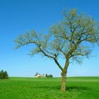 Der Frühling