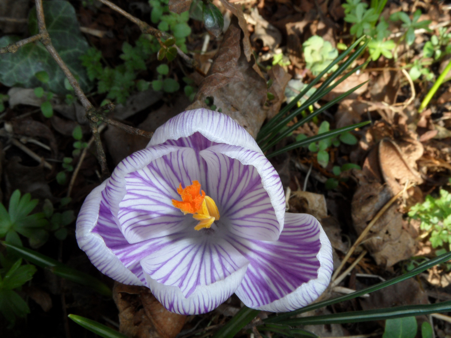 Der Frühling bahnt sich seinen Weg