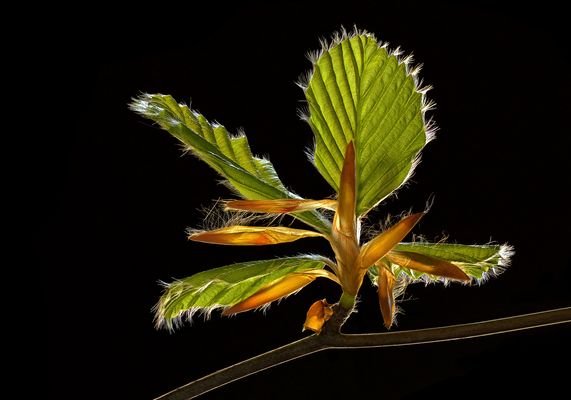 Der Frühling begeistert mit frischem Grün  - ( Stacking Bild ) 