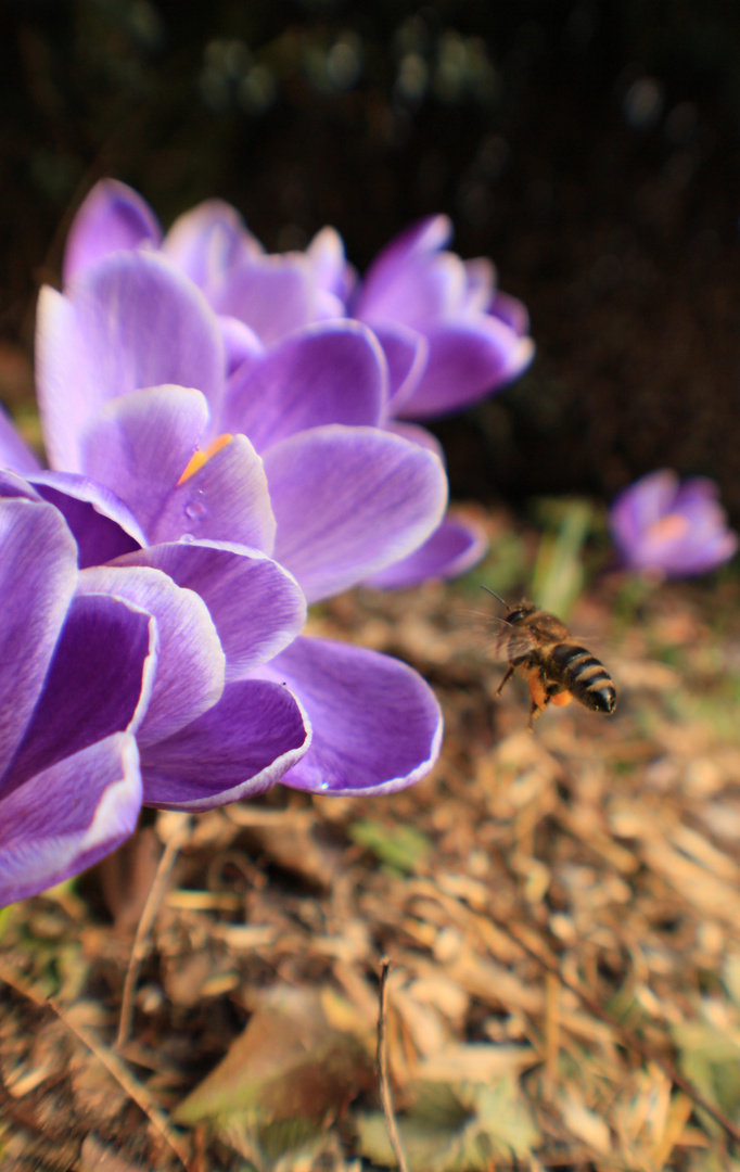 ..der Frühling beginnt..