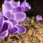 ..der Frühling beginnt..