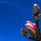 Der Frühling beginnt