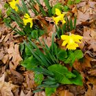 der frühling beginnt 