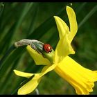 Der Frühling beginnt...