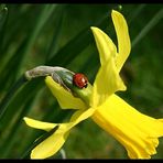 Der Frühling beginnt...