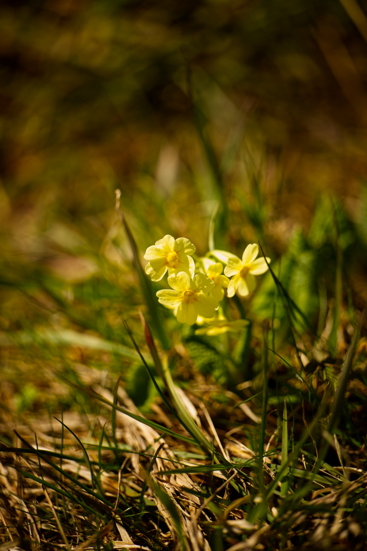 Der Frühling beginnt