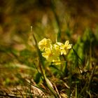 Der Frühling beginnt