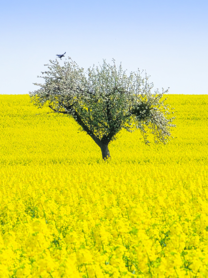 Der Frühling beginnt. 