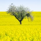 Der Frühling beginnt. 