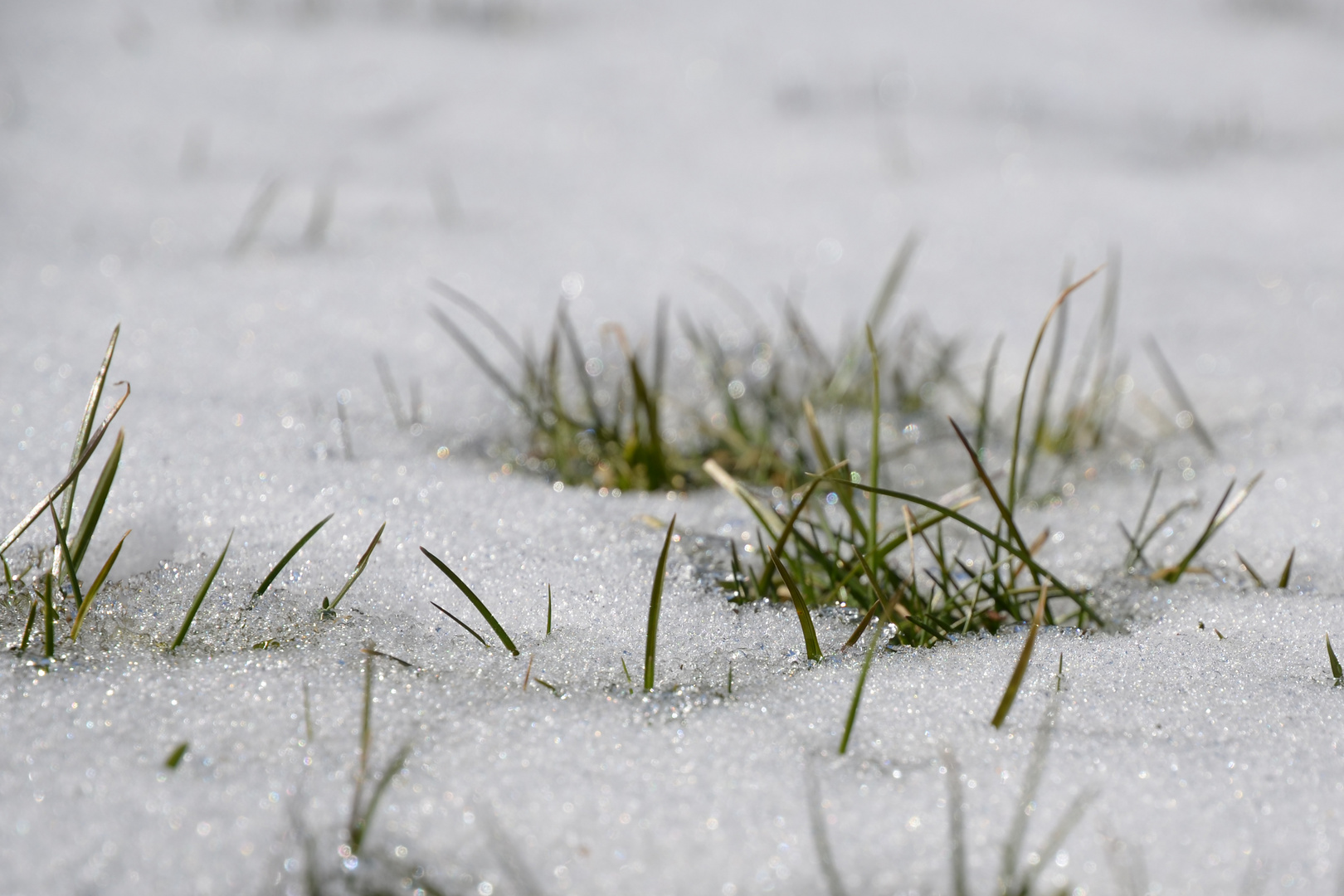 Der Frühling beginnt