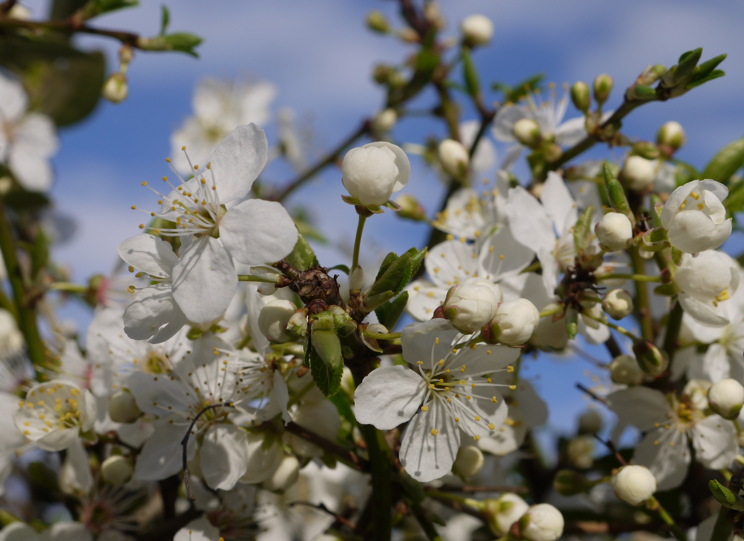 Der Frühling beginnt