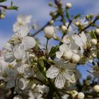 Der Frühling beginnt