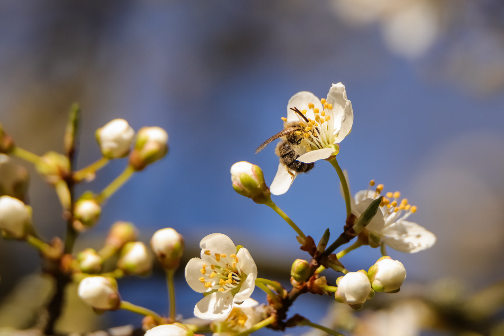 Der Frühling beginnt